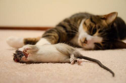 Как уничтожить мышей в квартире 
