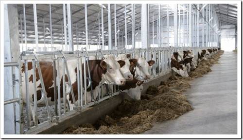 Какие ворота поставить в животноводческий комплекс? Узнайте о том, как обеспечить комфортный микроклимат скоту.