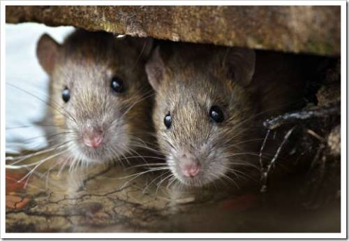 Методы борьбы с крысами
