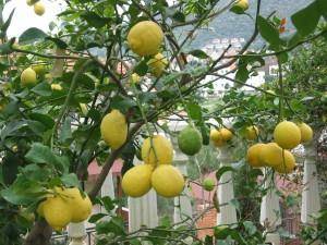 Все о лимоне: польза и выращивание дома