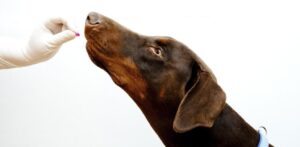 Все, что нужно знать о синулоке для собак: преимущества, способы применения и рекомендации ветеринаров
