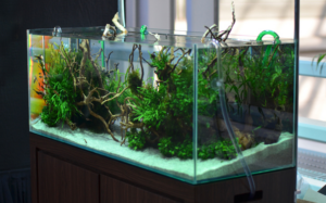 Изготовление аквариумов на заказ: индивидуальность и качество